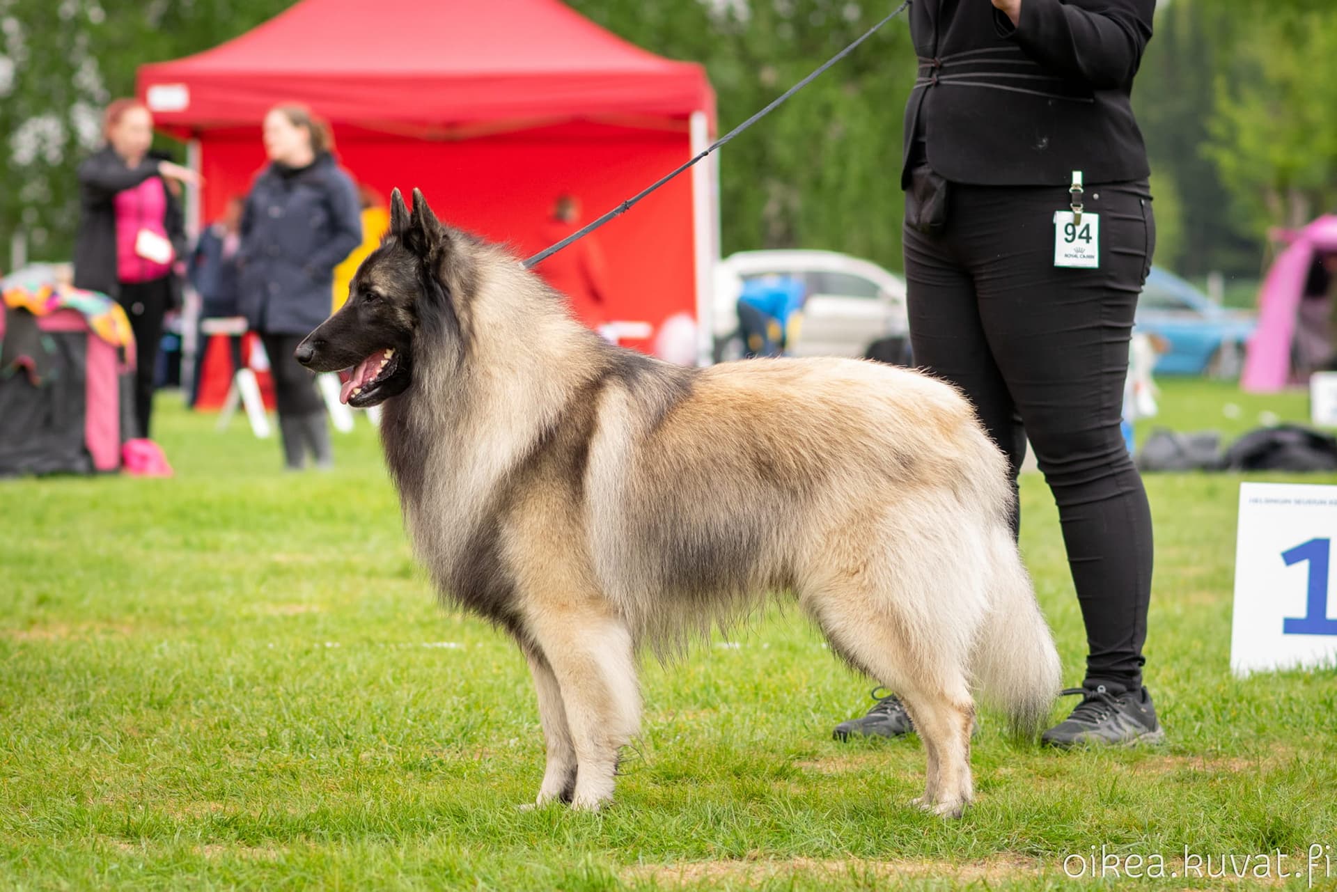 Rakennekuva pentueen isästä