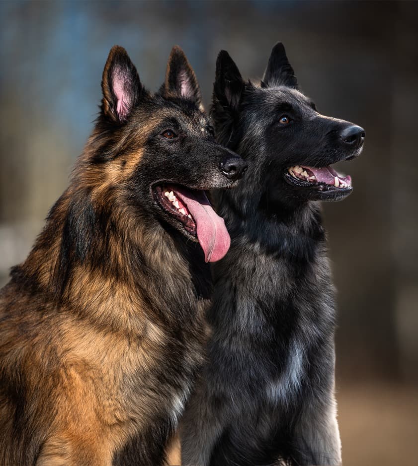 Rimmi ja Tipu vierekkäin