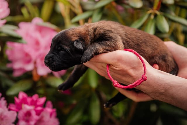 Velho 1vk alppiruusujen edessä