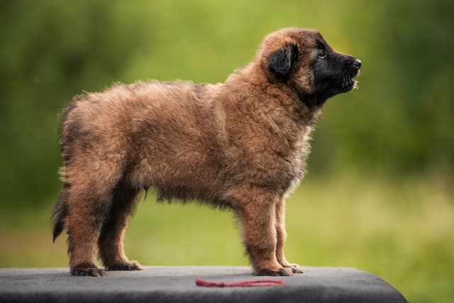 Velhon 6vk rakennekuva