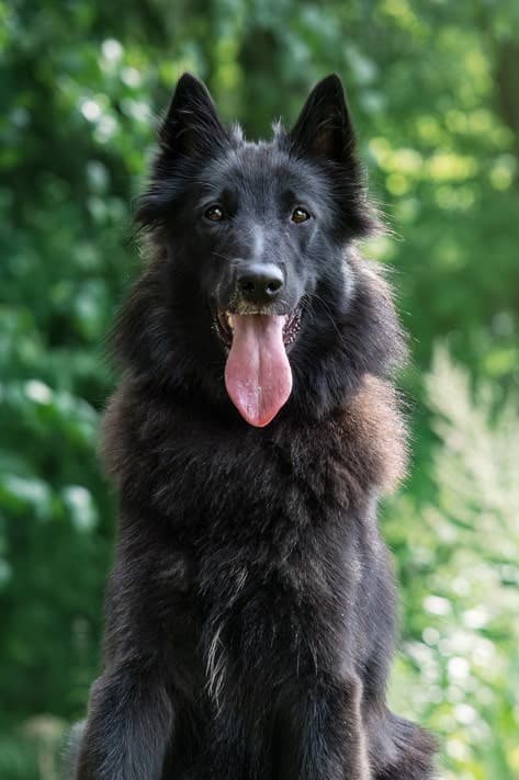 Pentu Noxi istuu ja katsoo kameraa