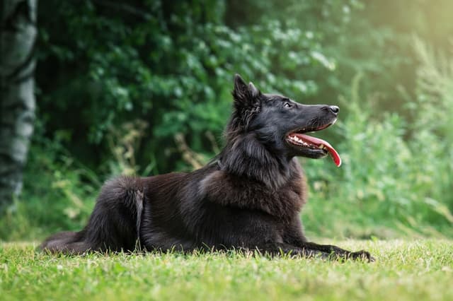 Noxi makaa ruohikossa