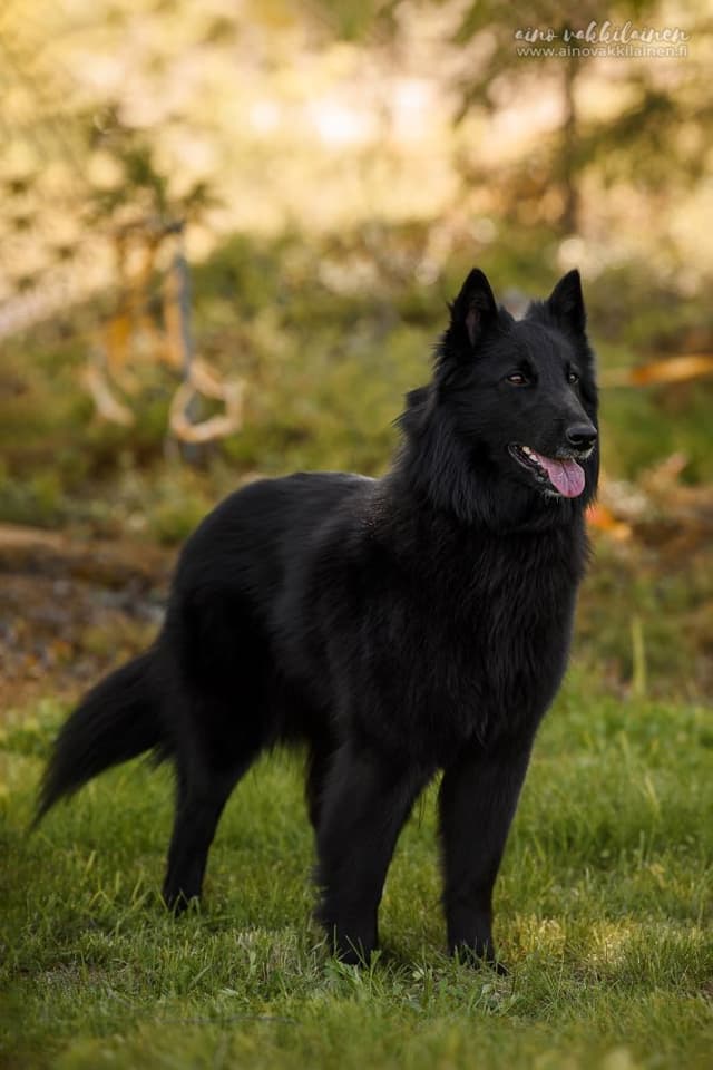 Noxi seisomakuva viistosti