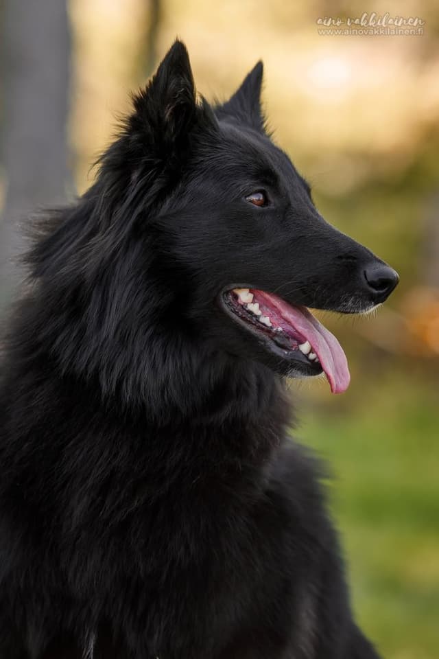 Noxi naamakuva sivulta