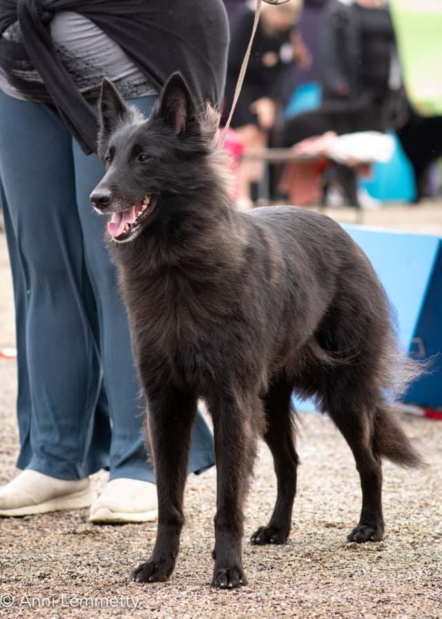 Uuda seisoo näyttelykehässä kohti kameraa