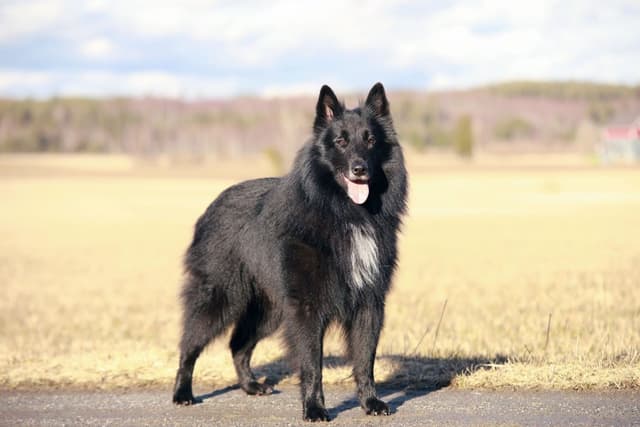 Jyty seisoo viistosti