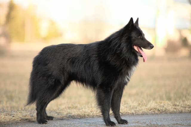 Jyty rakenne sivulta