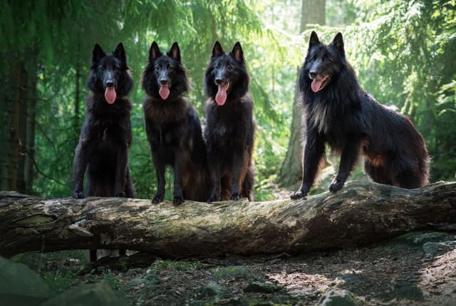 Kolme tytärtä seisoo rivissä isä koiransa kanssa