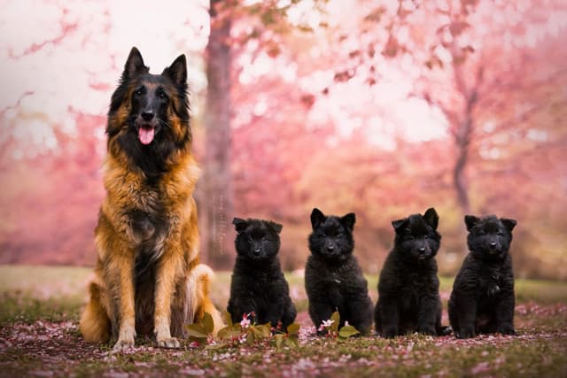 Vixi istuu rivissä neljän mustan pentunsa kanssa kirsikankukat taustalla