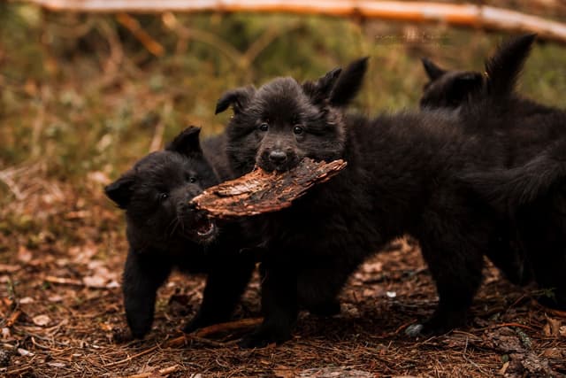 Mustat pennut leikkii metsässä kaarnan palasella