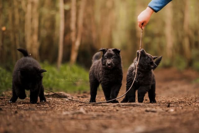 Mustat pennut leikkii metsässä risulla