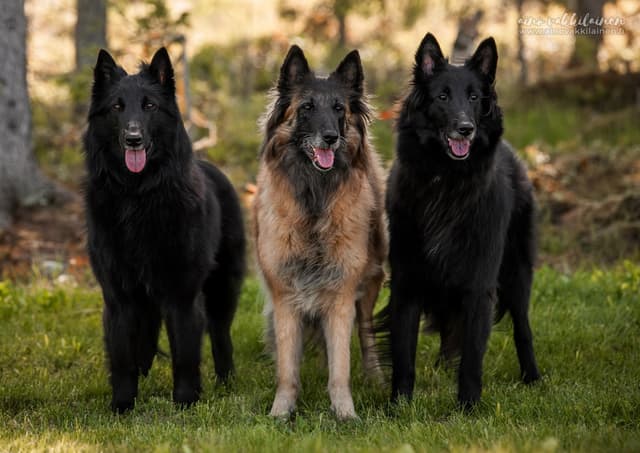 Kolme tytärtä seisoo rivissä isä koiransa kanssa