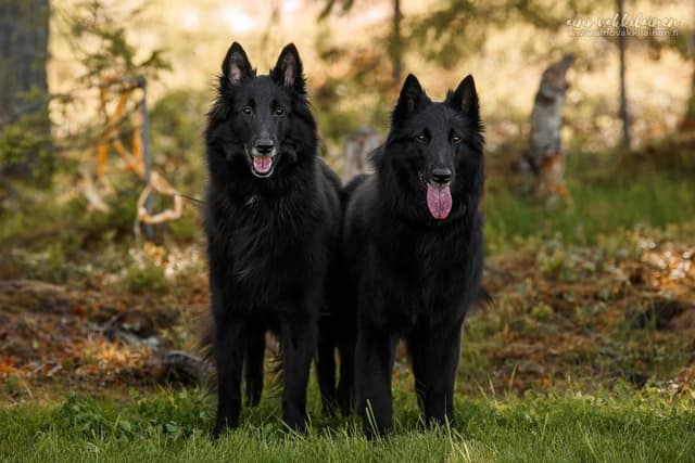 Kolme tytärtä seisoo rivissä isä koiransa kanssa