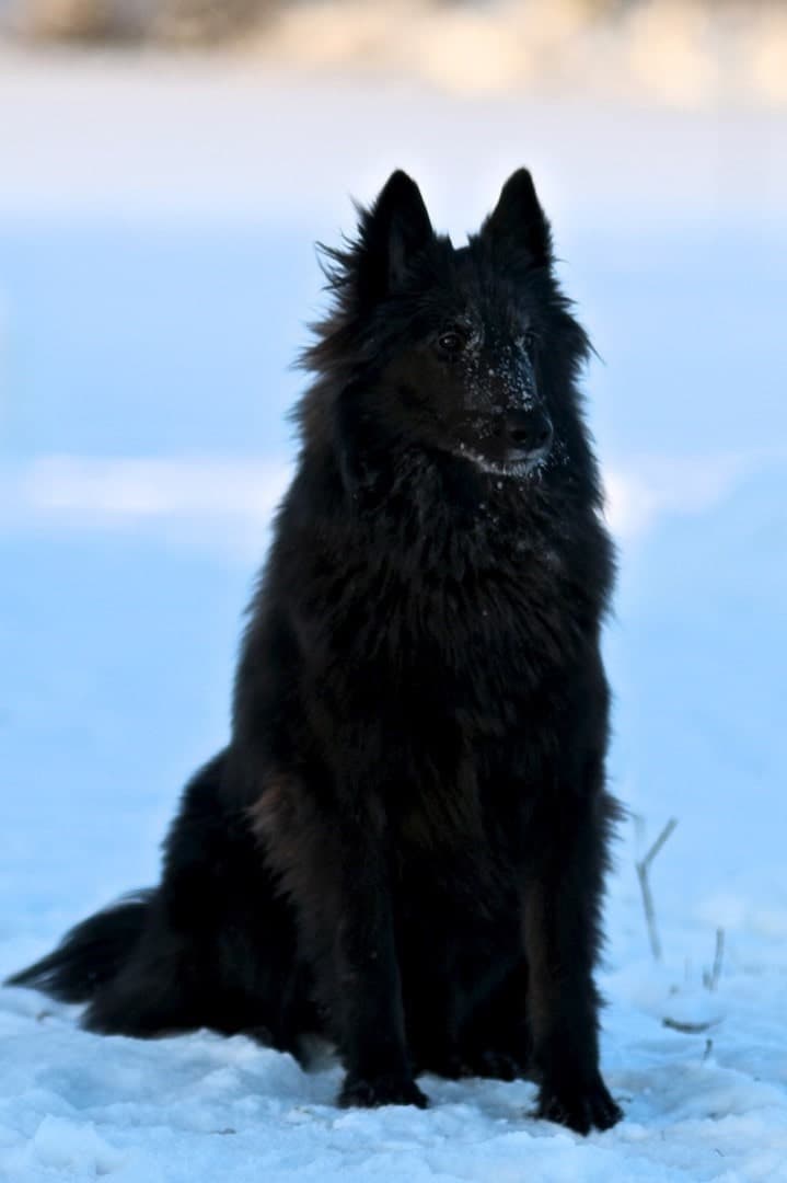 Pentu Sipi istuu ja katsoo kameraa