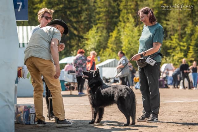 Noxi tuomarin arvioinnissa