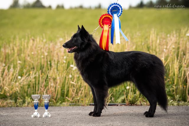 Noxi poseeraa palkintojen kanssa