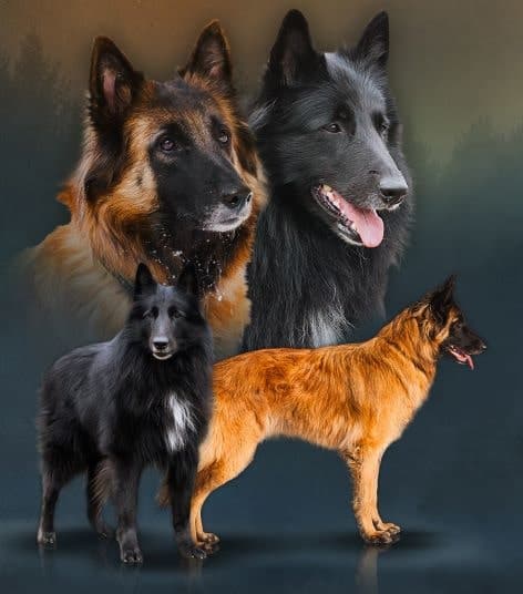 Vixi ja Jyty vierekkäin