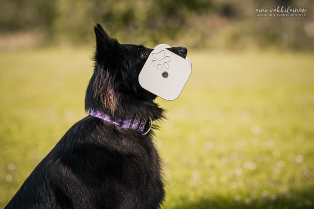 Uuda pitää valkoista kapulaa suussaan