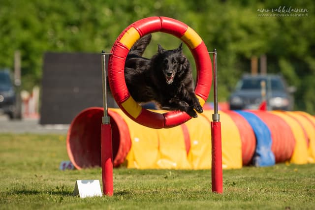 Uuda hyppää renkaan läpi