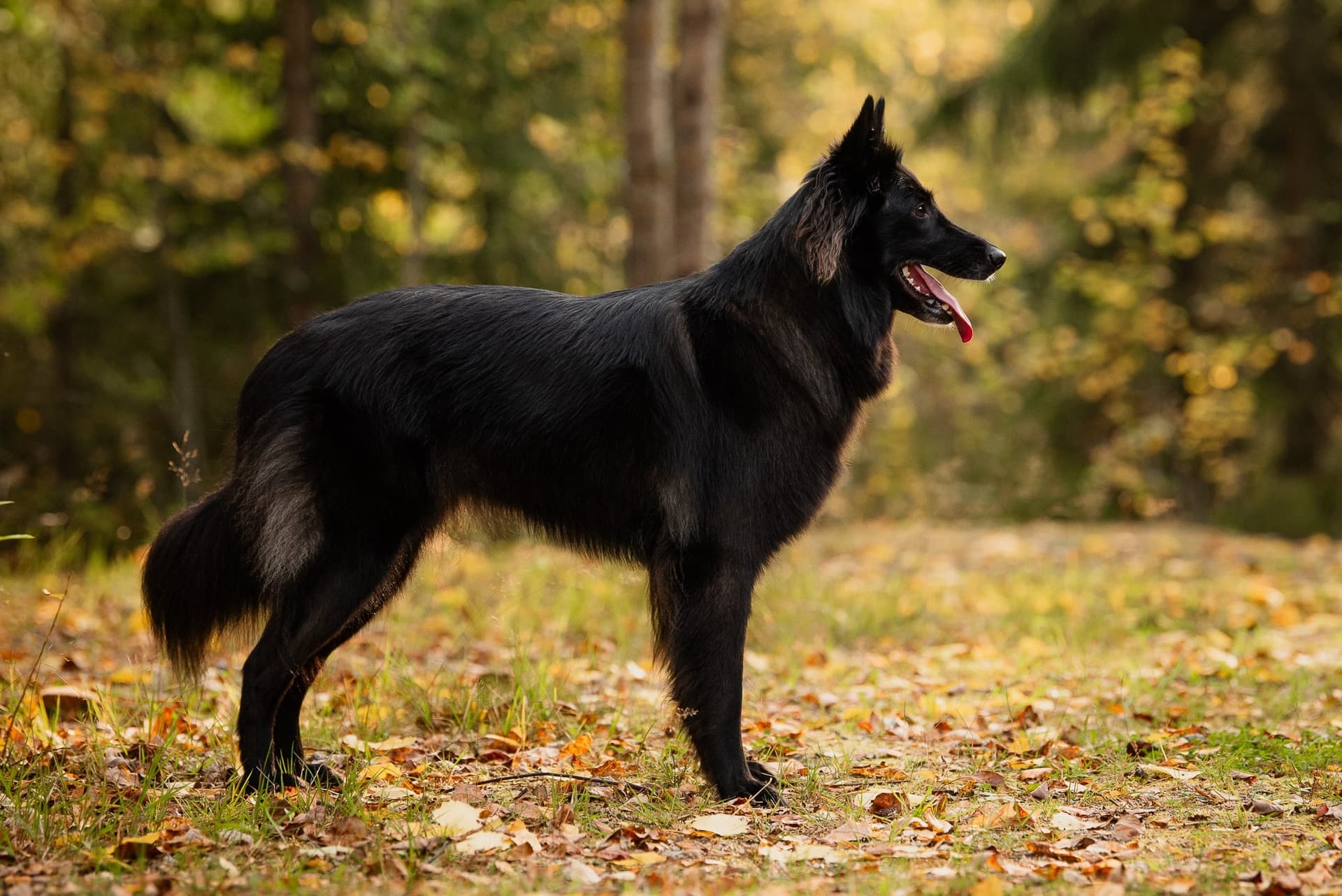 Rakennekuva pentueen emästä