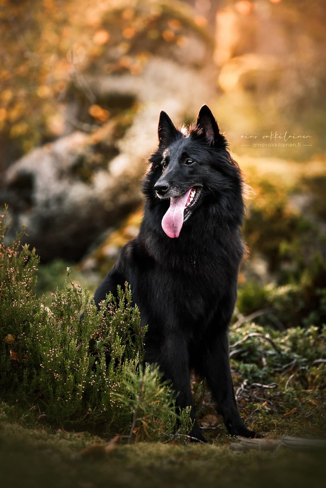 Uuda istuu kanervien takana