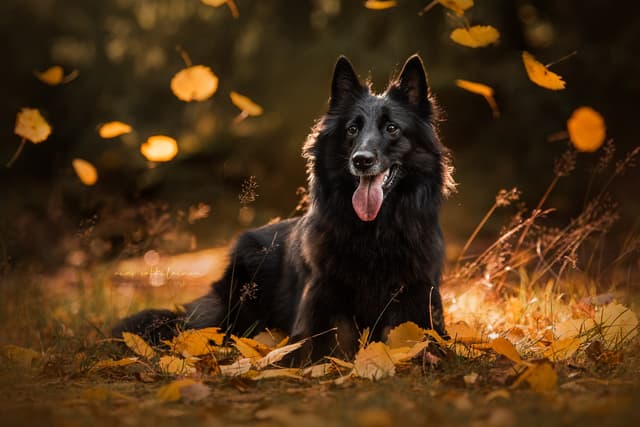 Uuda makaa syksyn lehtien lomassa