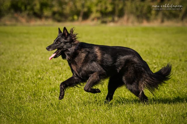 Uuda juoksee nurmella