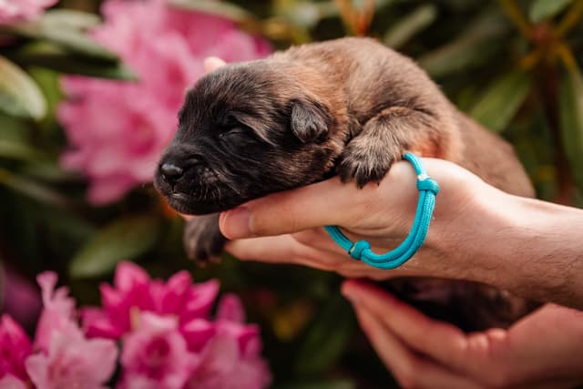 Remu 1vk ikäisenä alppiruusujen edessä