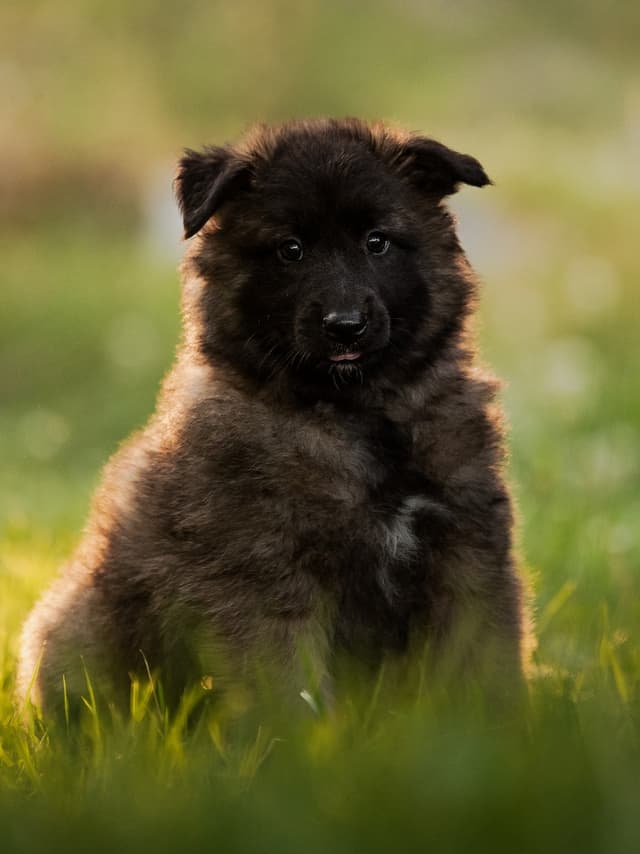 Legacy of Raikou 6vk iässä