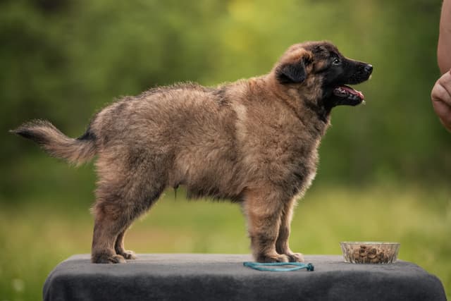 Remu 6vk iässä rakennekuva