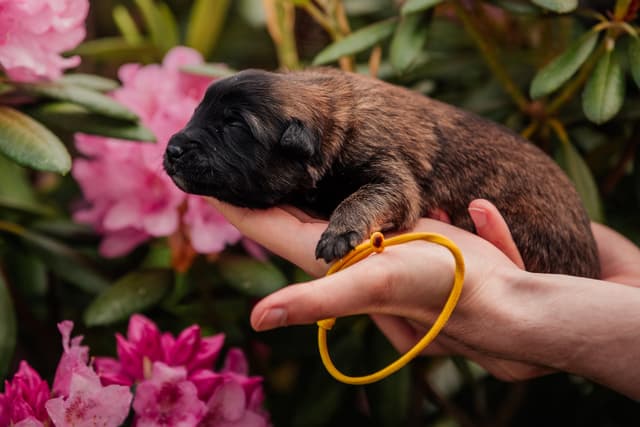 Nara 1vk iässä alppiruusujen edessä