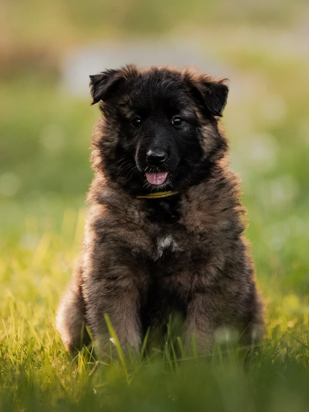 Nara poseeraa ilta-auringossa