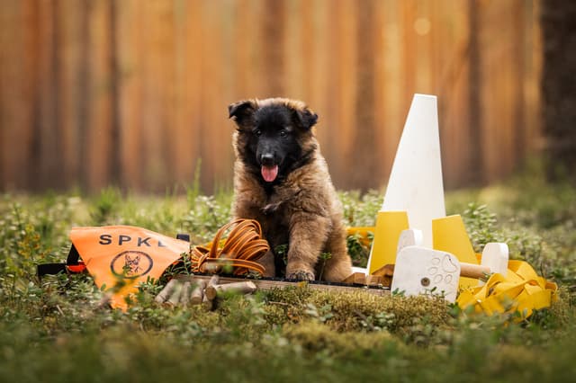 Nara yhdessä erilaisten harrastustarvikkeiden kanssa