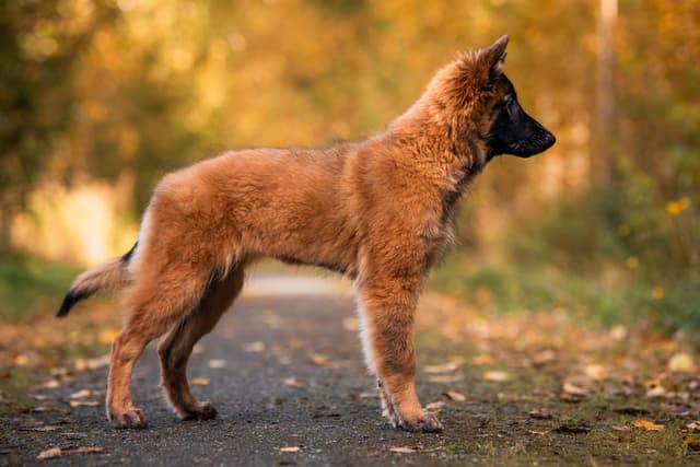 Nara 3kk iässä istuu ilta-auringossa