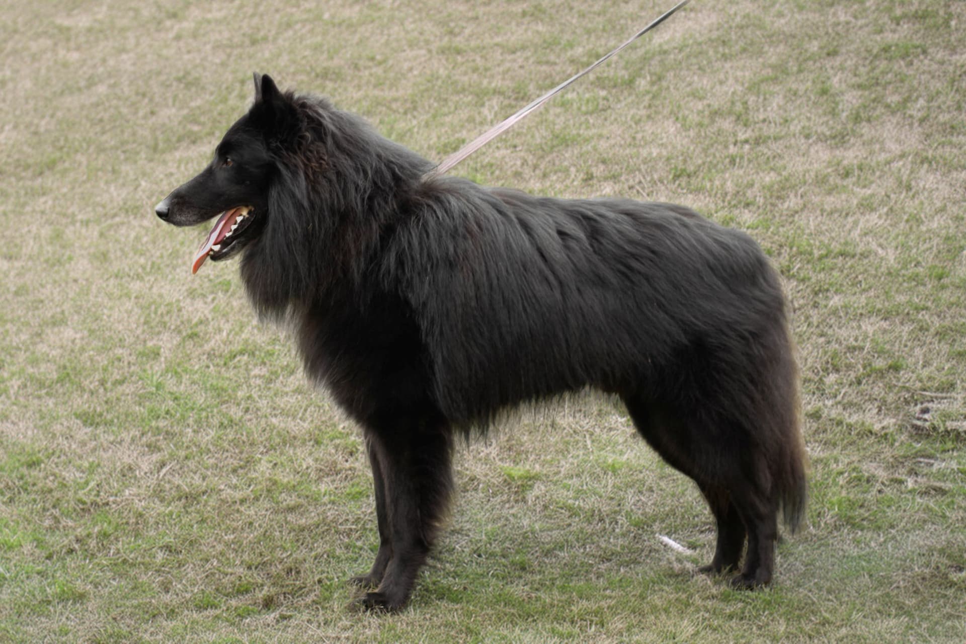 Rakennekuva pentueen isästä