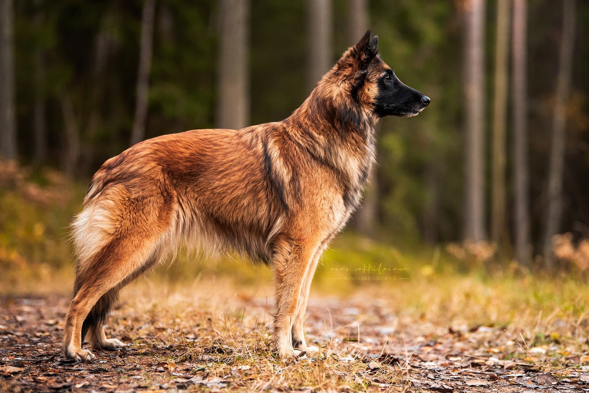 Rakennekuva pentueen emästä