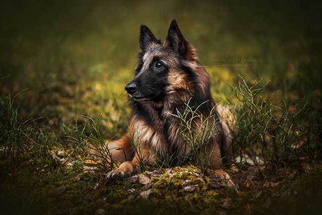 Igni makaa sammaleella