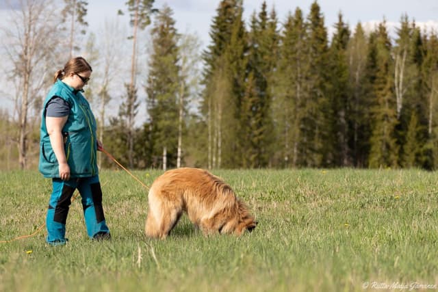 Dexi jäljestää pellolla