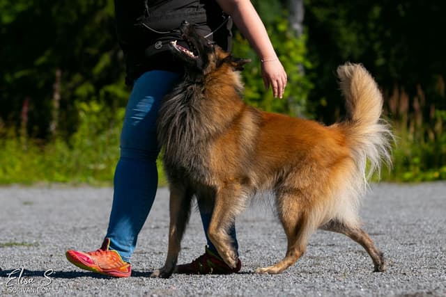 Dexin kanssa treenaamista