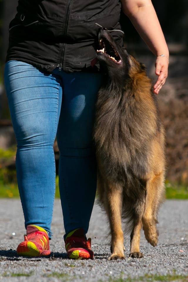 Dexin kanssa treenaamista