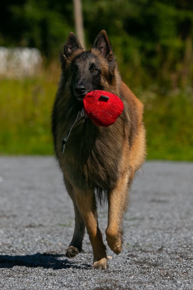 Dexin kanssa treenaamista