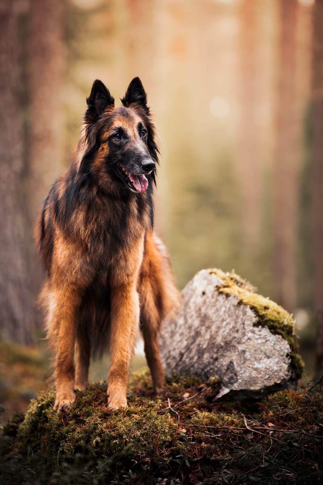Milo poseeraa metsässä sammalisen kiven vieressä