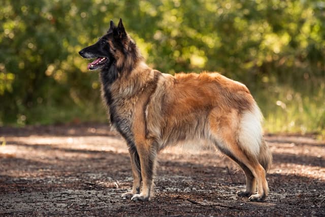Verdugo istuu sammaleella 6vk ikäisenä pentuna