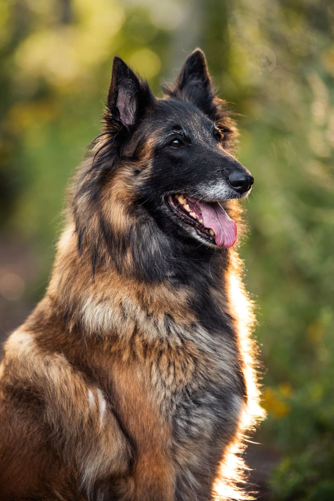 Pentu Tina istuu ja katsoo kameraa