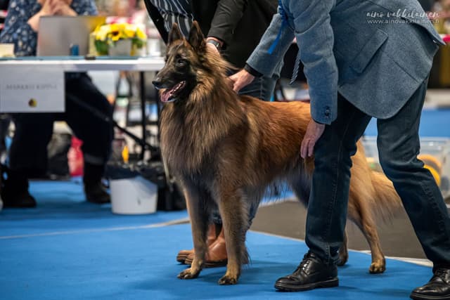 Tuomari koskee Dexin selkään