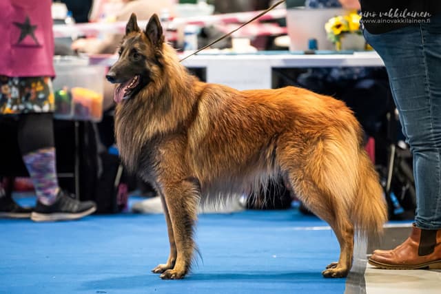 Dexi seisoo näyttelykehässä ryhdikkäästi