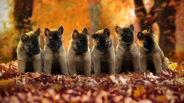 Kuusi ruskeaa pentua istuu rivissä