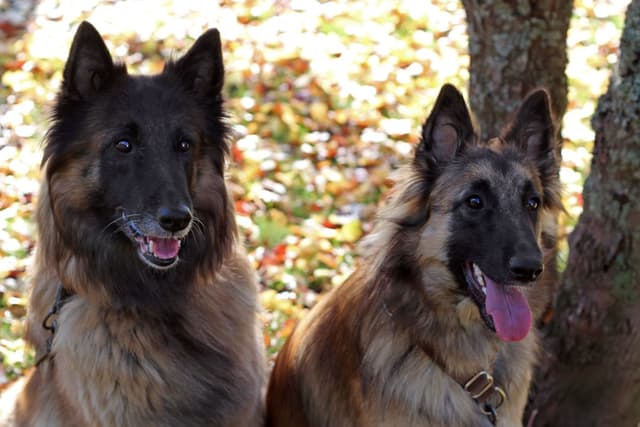 Emä ja tytär vierekkäin