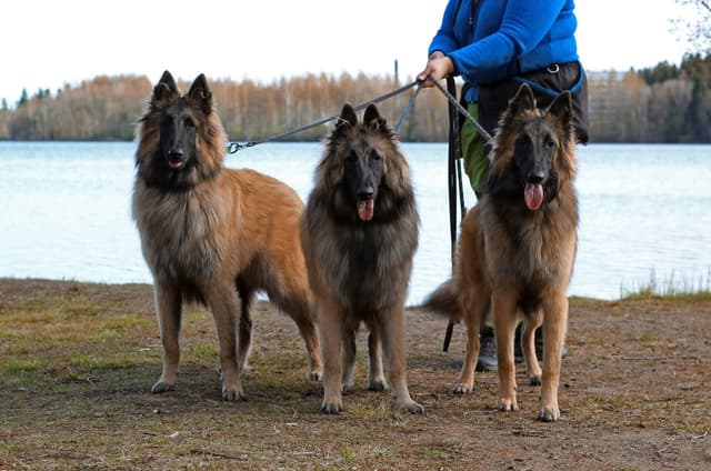 Kolme veljestä seisoo rivissä