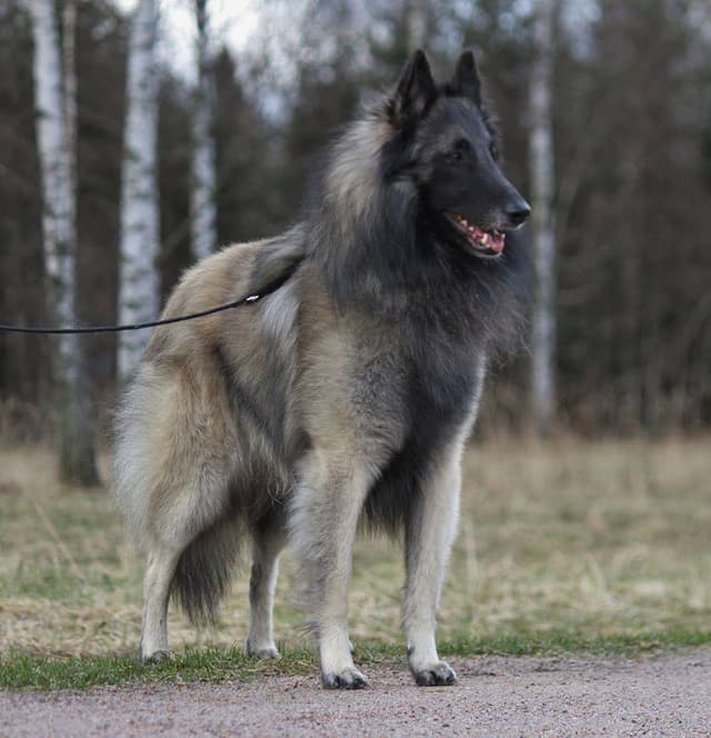 Tare seisoo 3 vuotiaana